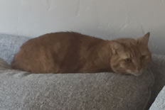 lb